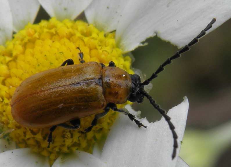 Chrysomelidae? Exosoma lusitanicum